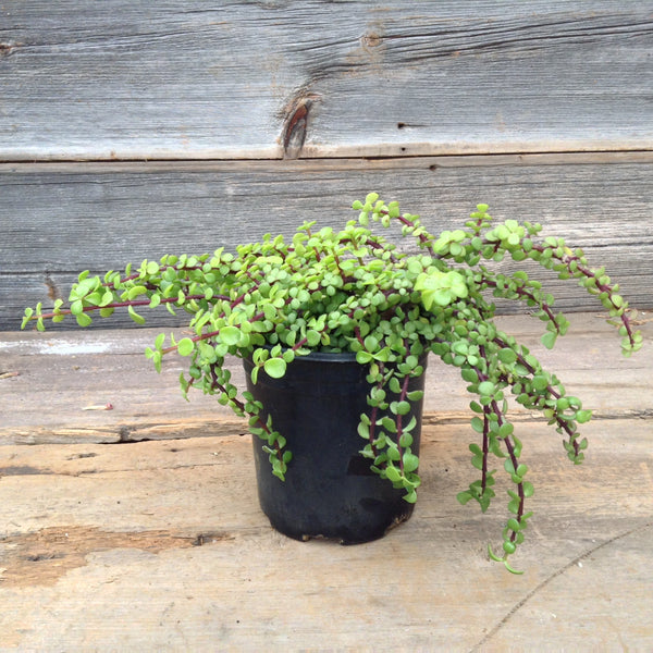 Portulacaria Afra Minima 