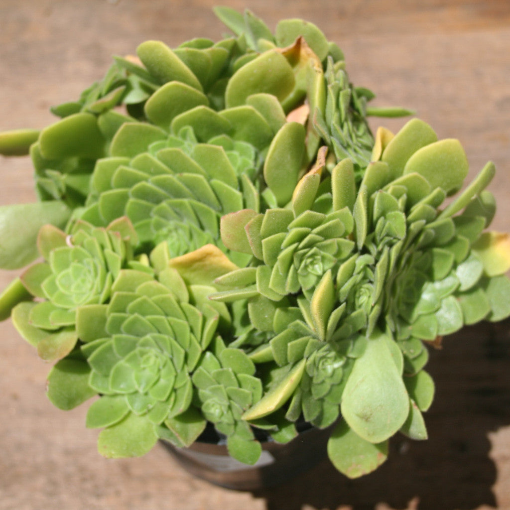 mint saucer succulent Aeonium "Mint Saucer"