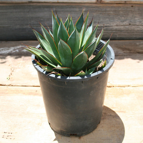 Agave "Blue Glow"