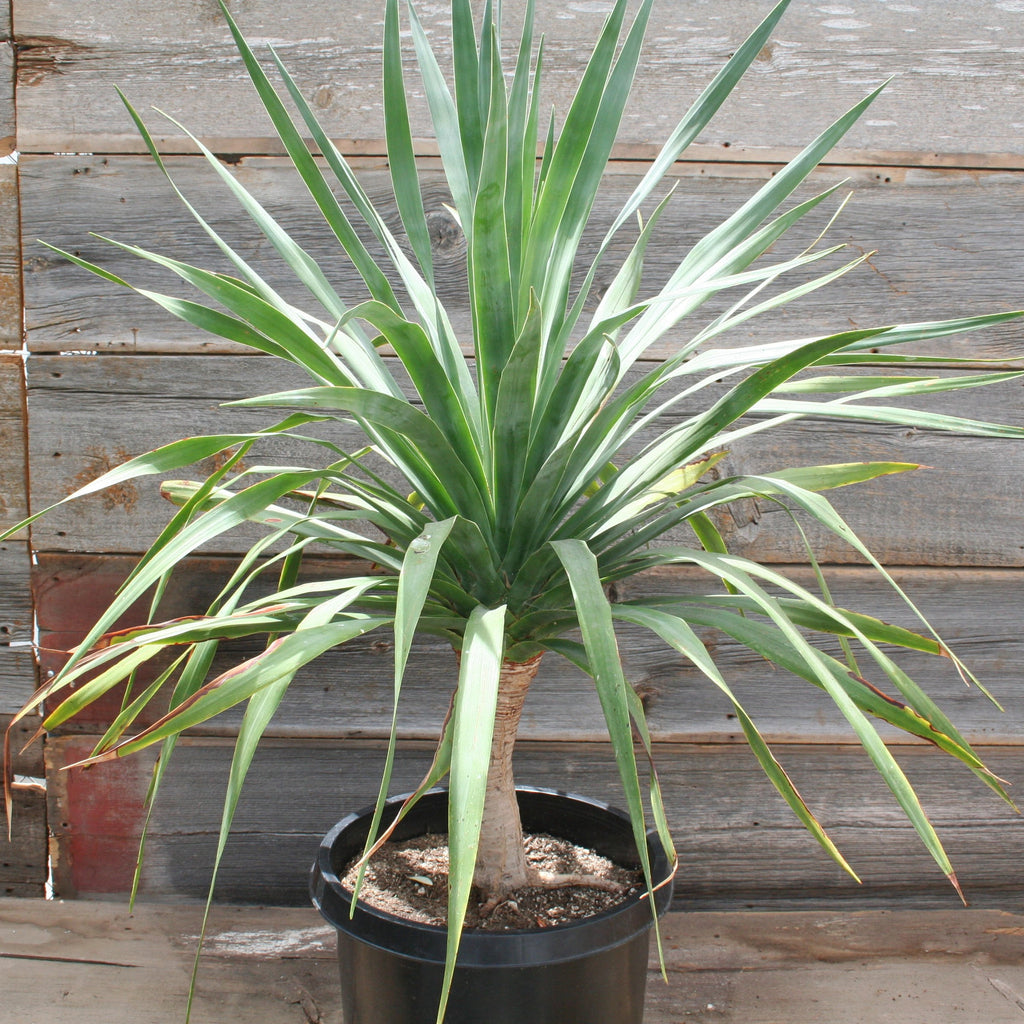 Dracaena Draco