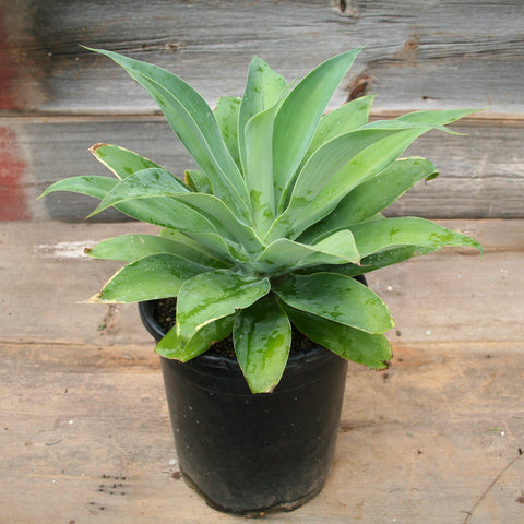 Agave Attenuata "Foxtail"