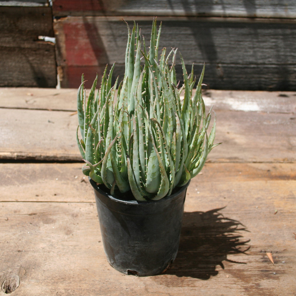blue aloe succulent Aloe "Blue Elf" – RevivalNursery