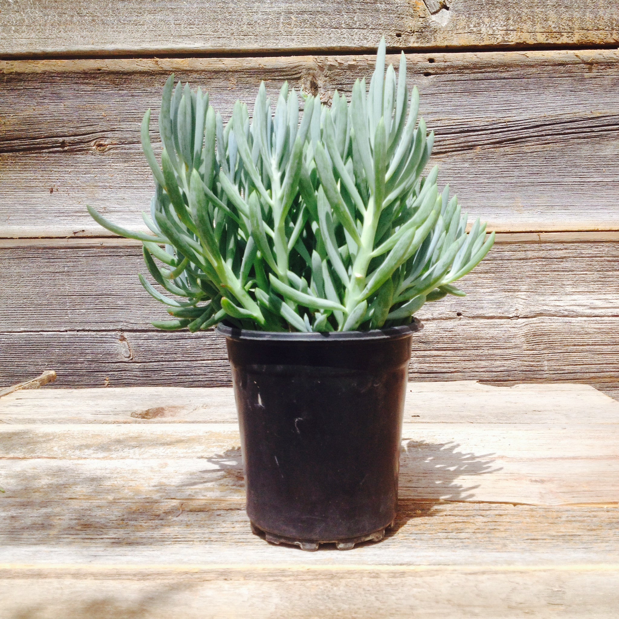 blue chalk sticks succulent Sencio "Blue Chalk Stick Plant" – RevivalNursery
