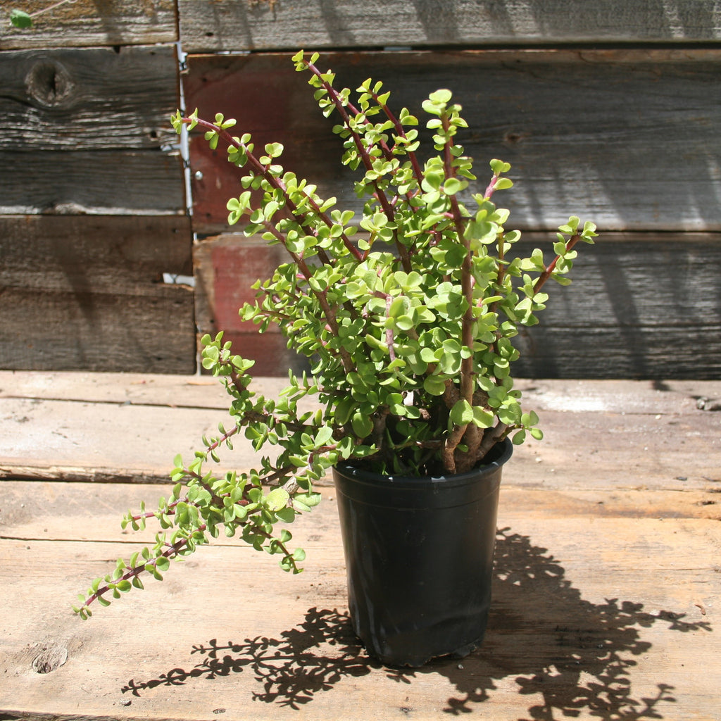 Portulacaria Afra Minima "Prostrata Dwarf Elephant"