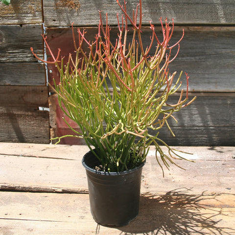 Euphorbia " Firesticks"