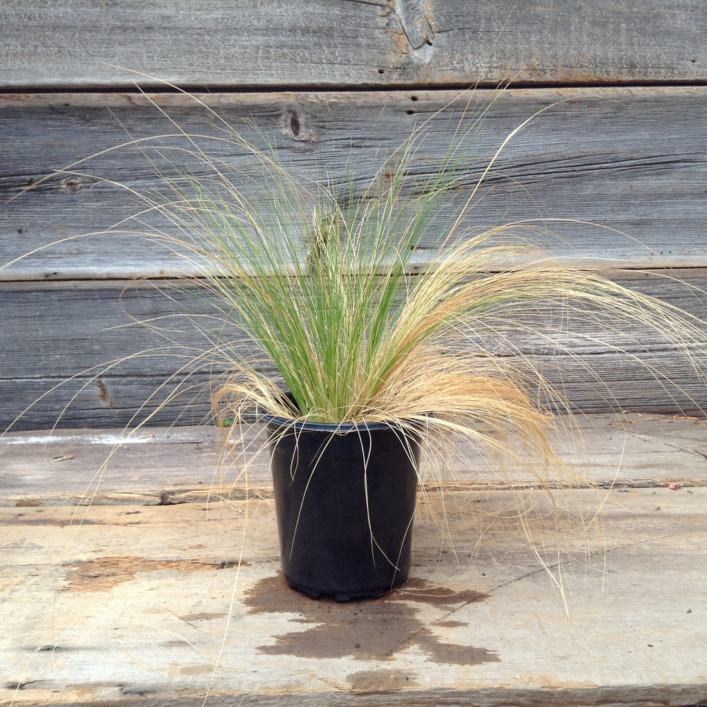 Stipa Tenuissima "Mexican Feather Grass"