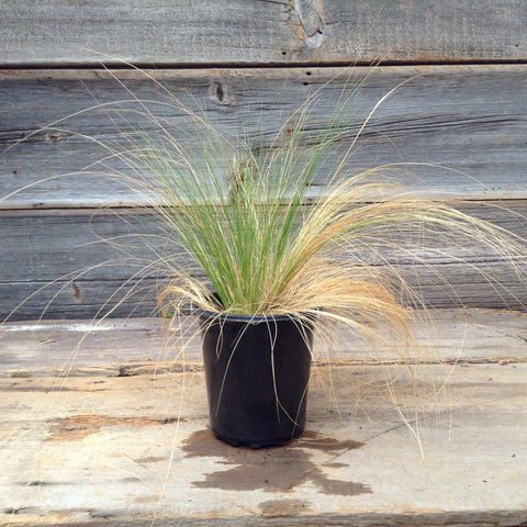 Stipa Tenuissima "Mexican Feather Grass"