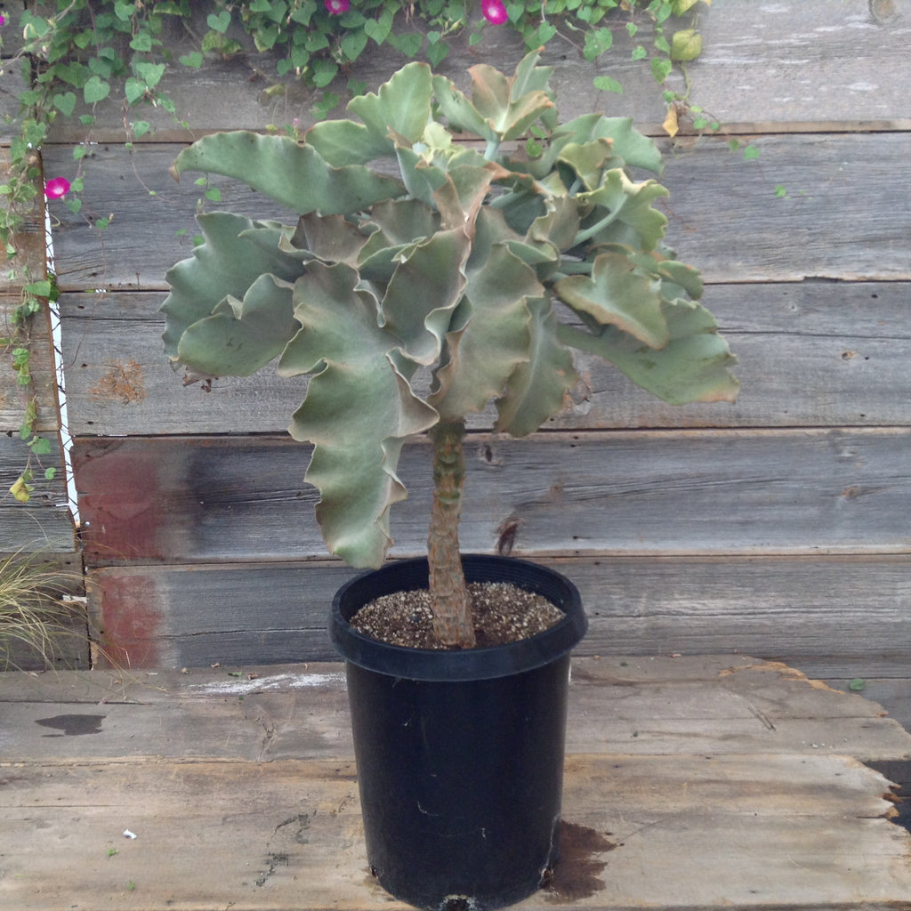 Kalanchoe Beharensis