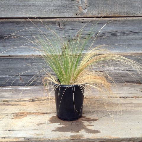 Stipa Tenuissima " Mexican Feather Grass"