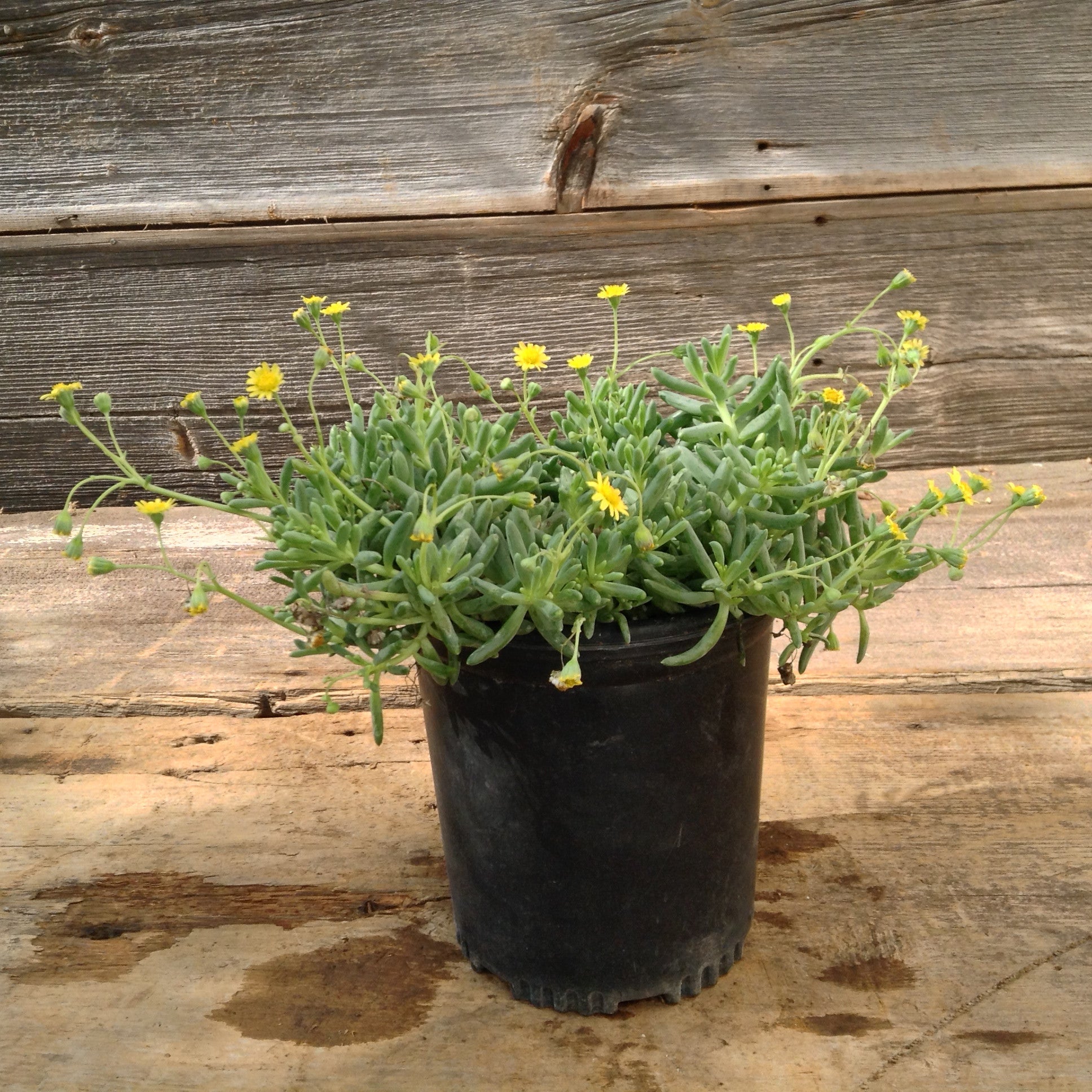 little pickles plant indoor Othonna Capensis "Little Pickles" – RevivalNursery