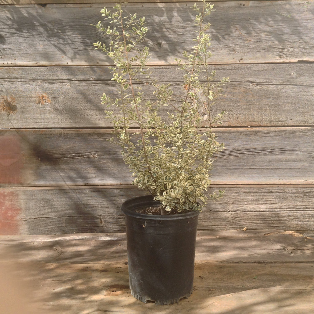 Rhamnus Alaternus "Variegata"