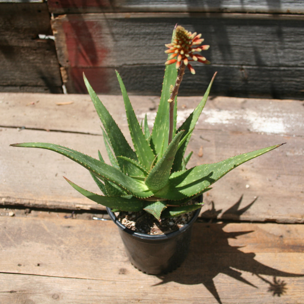 Aloe "Rooikappie"