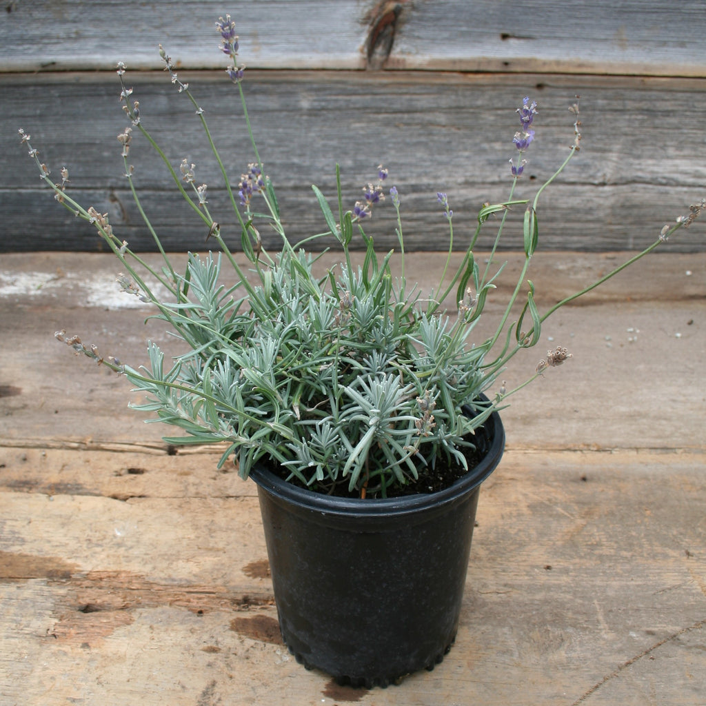 Lavandula Angustifolia "Hidcote"