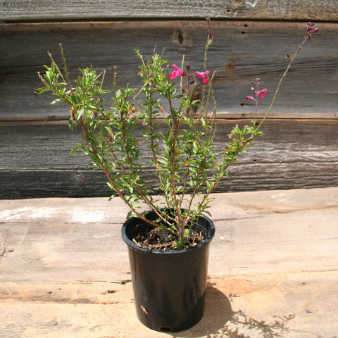 Salvia Gregii "Pink