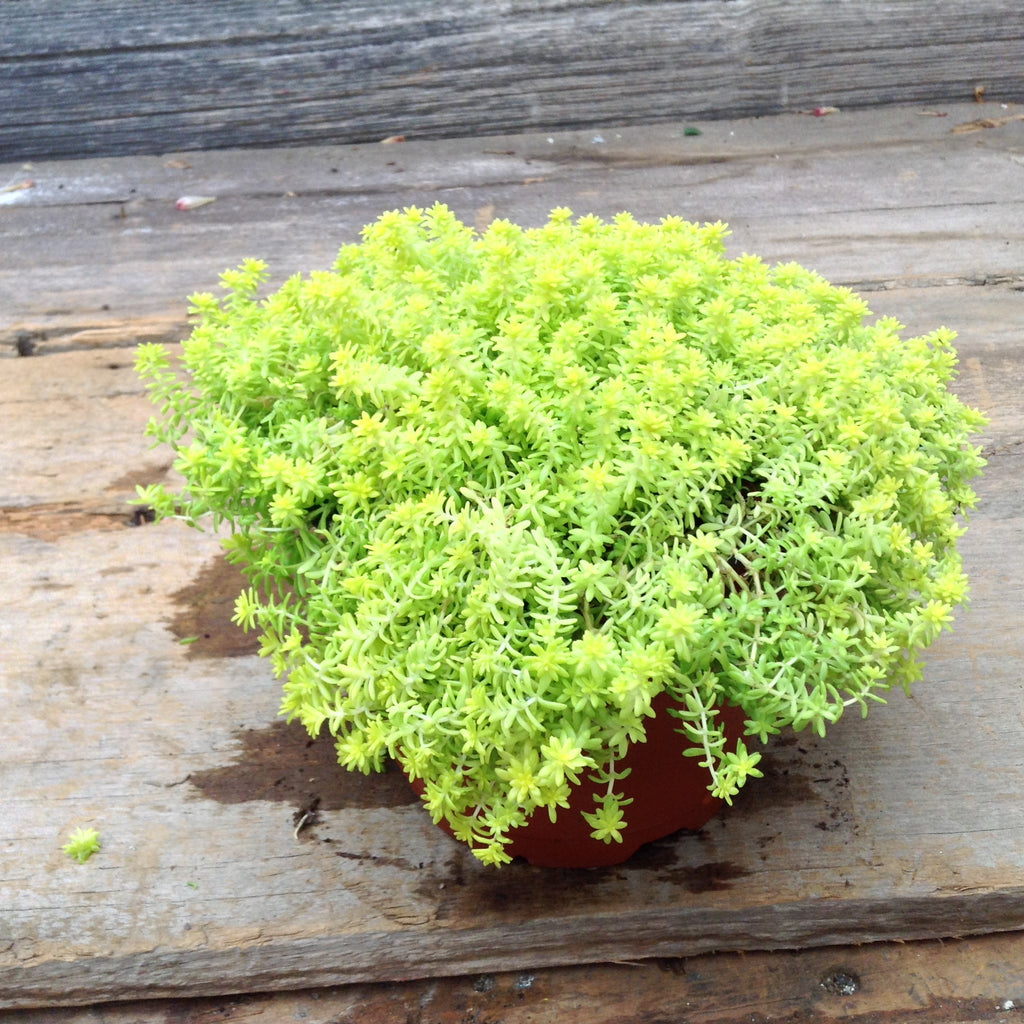 Sedum "De Oro"