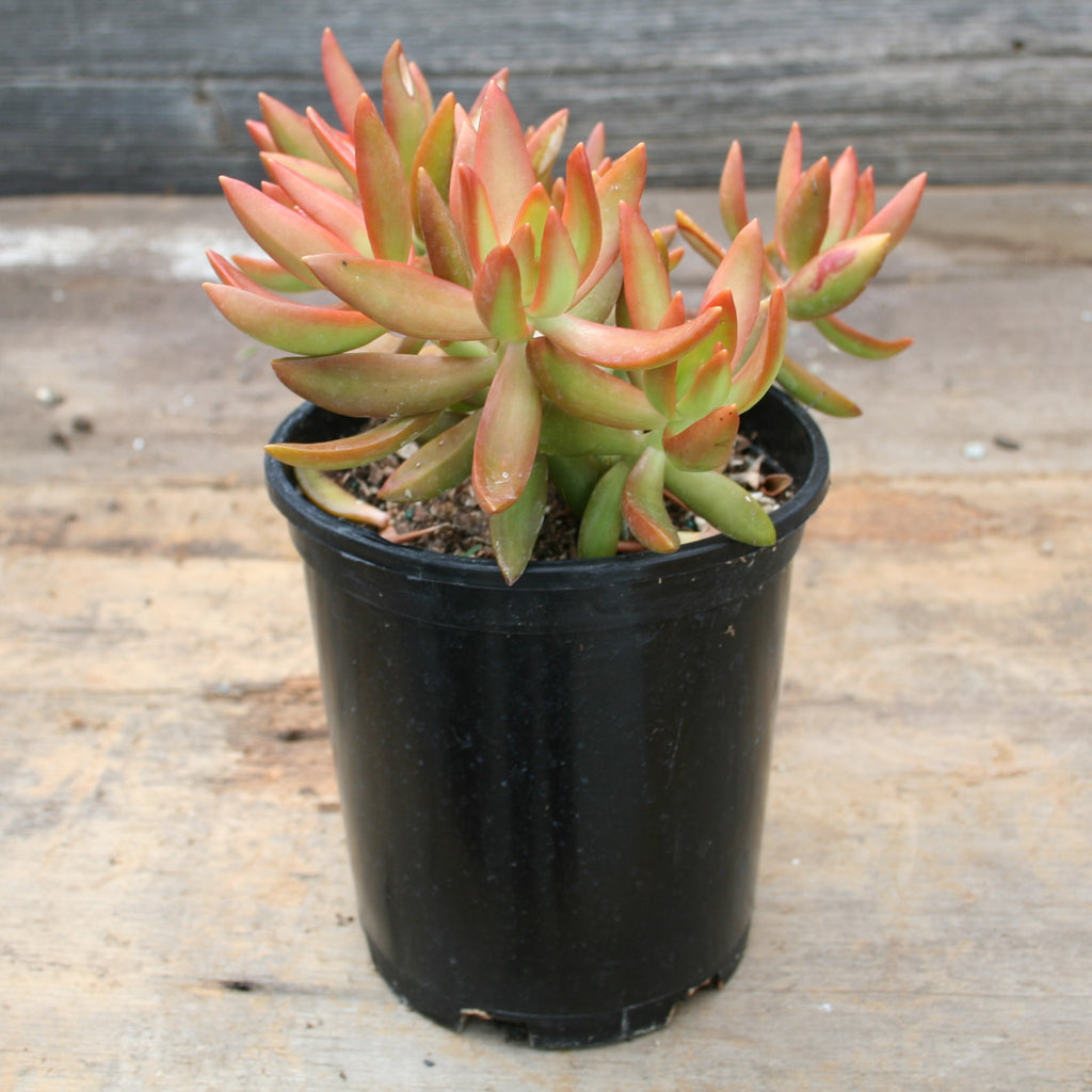 Sedum Nussbaumerianum