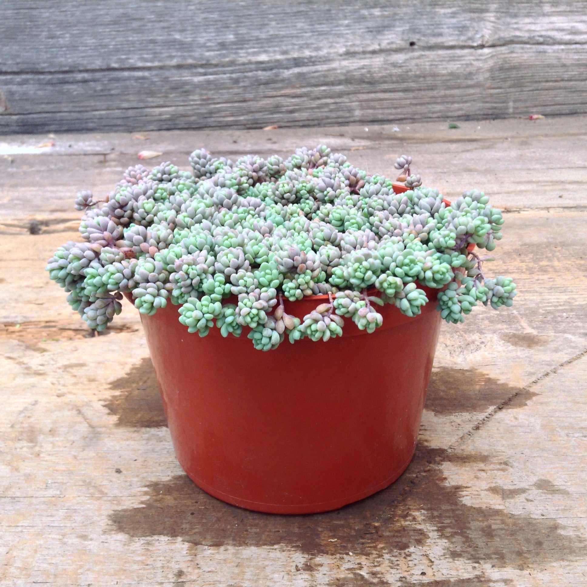 blue carpet succulent Sedum "Blue Carpet"
