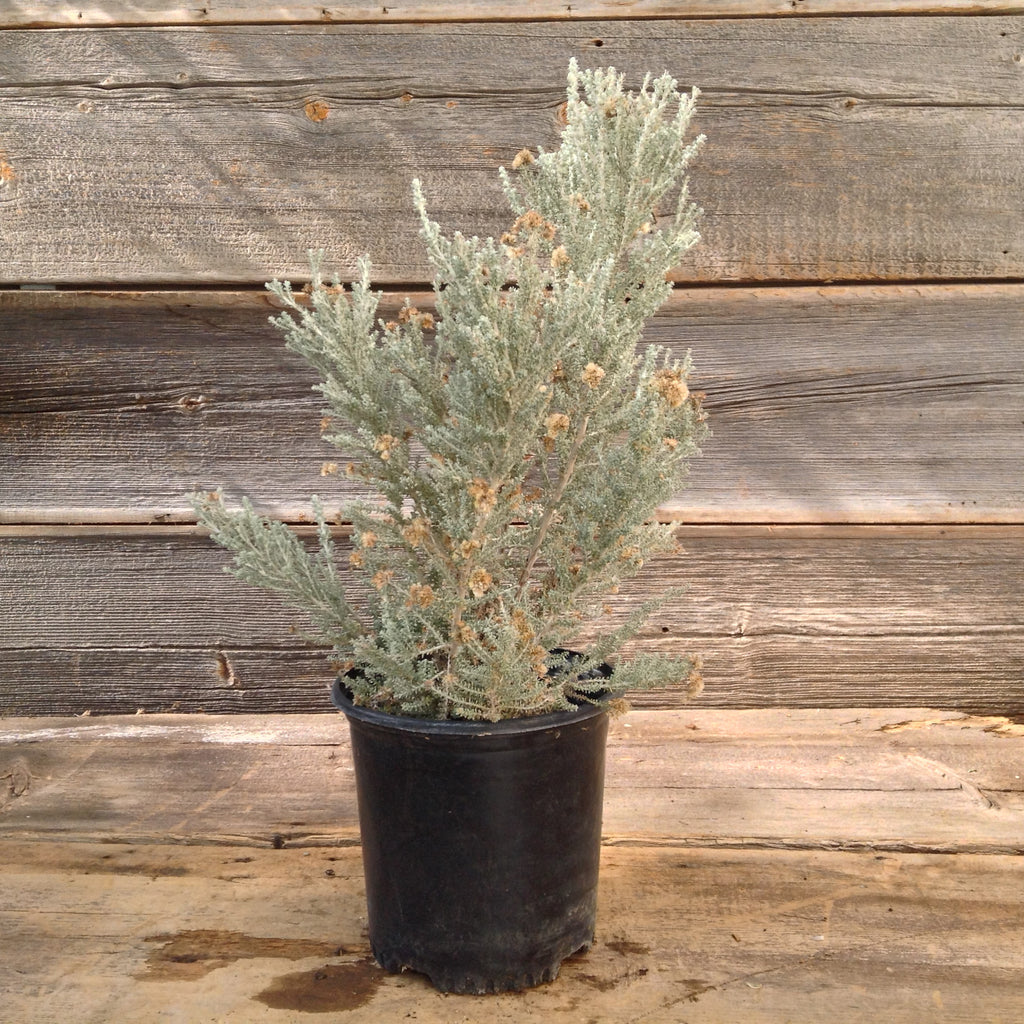 Ozothamnus Leptophyllus "Silver Cape"