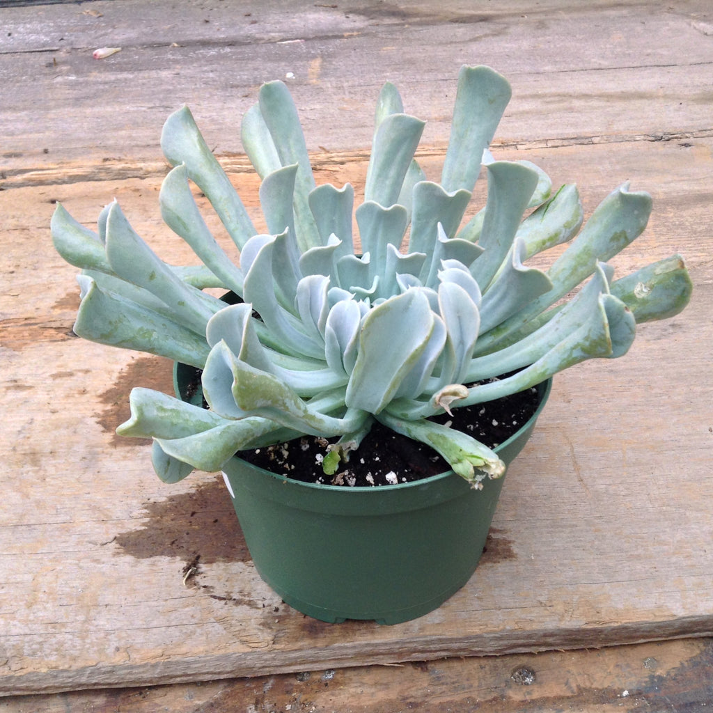 Echeveria "Topsy Turvy"